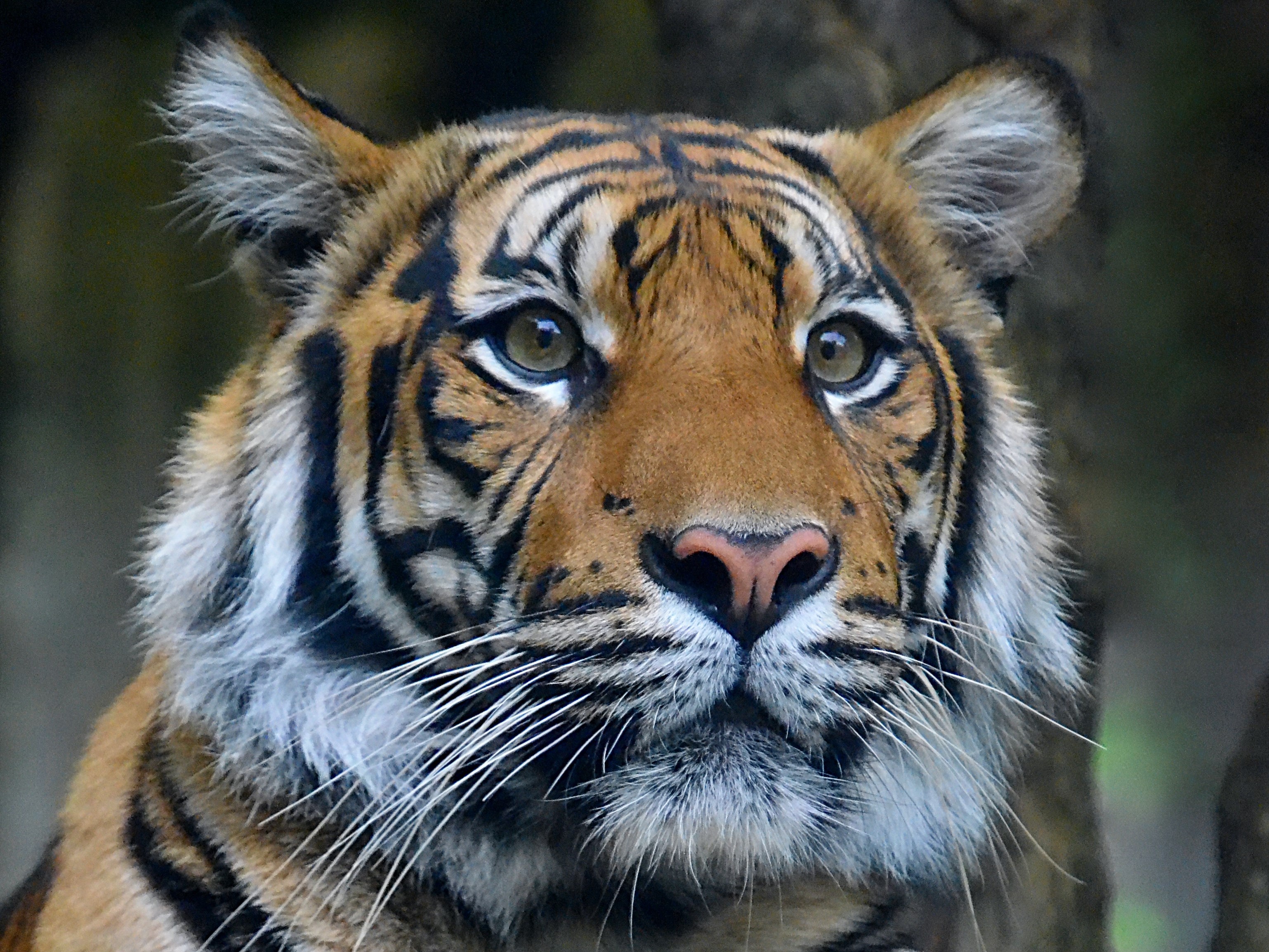 Wild Life