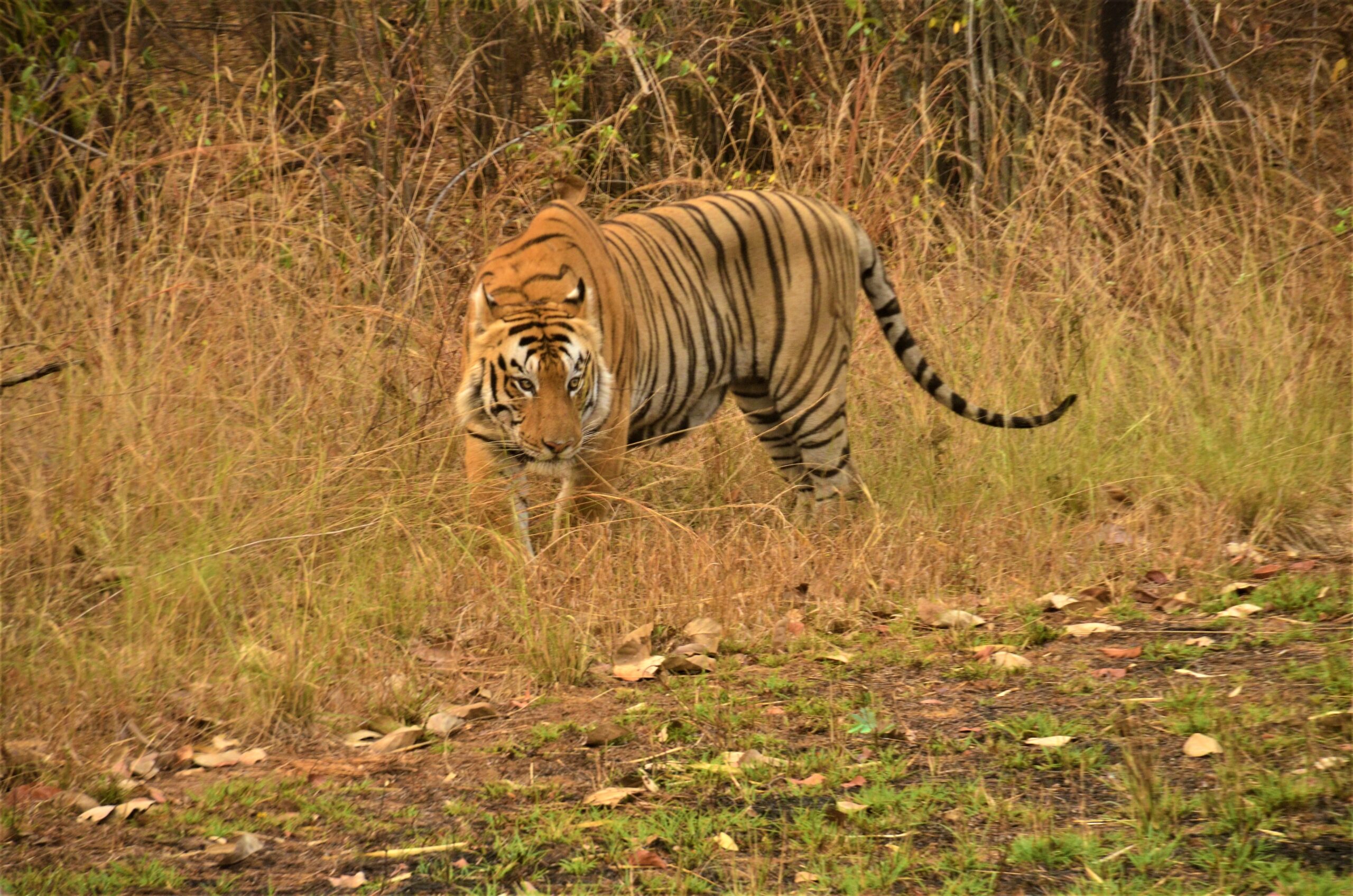 Bandhavgarh