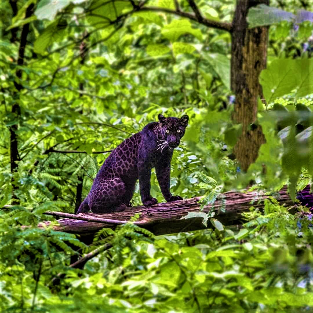 Pench Jungle Safari