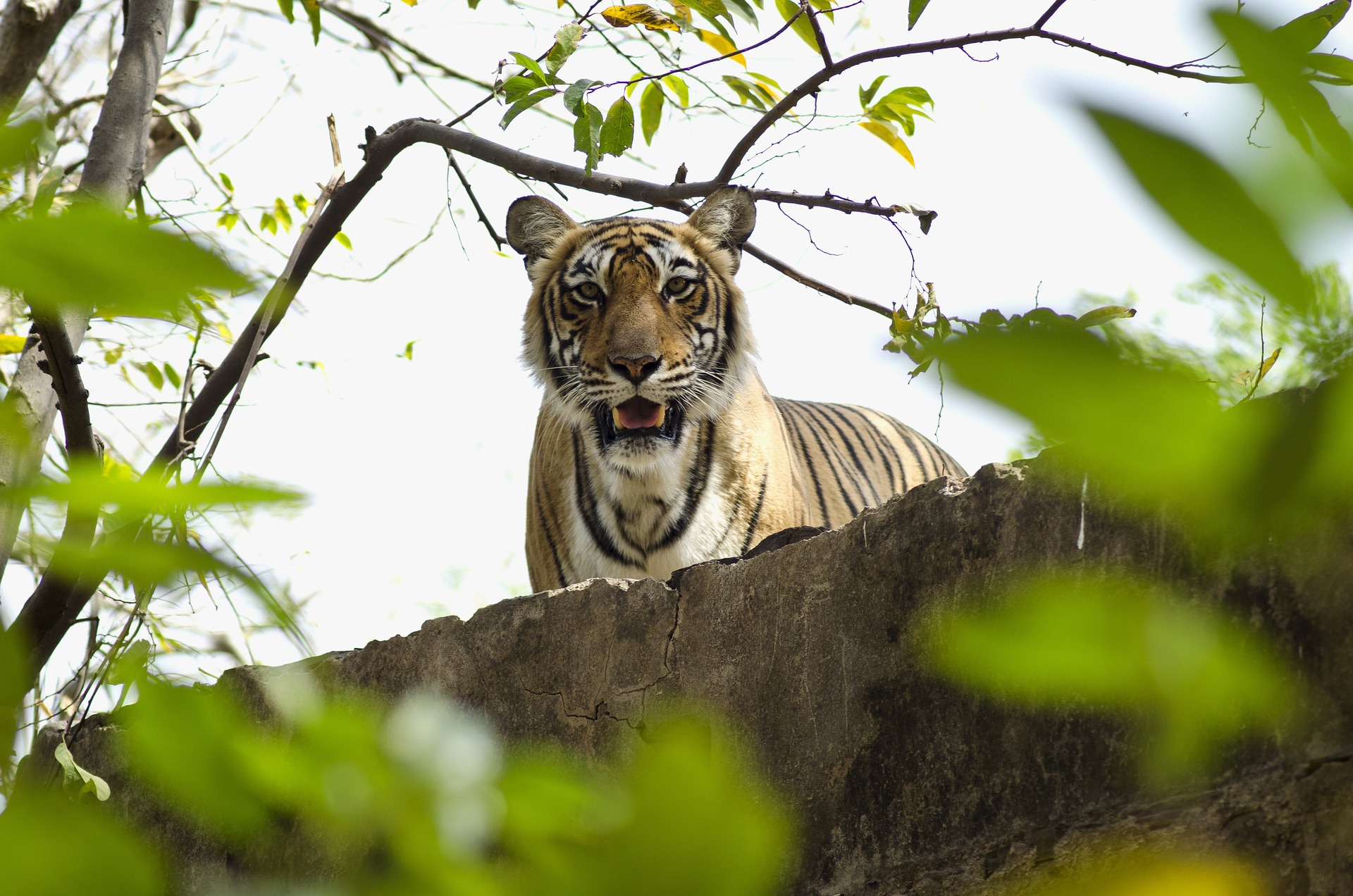 Jaipur - Ranthambore