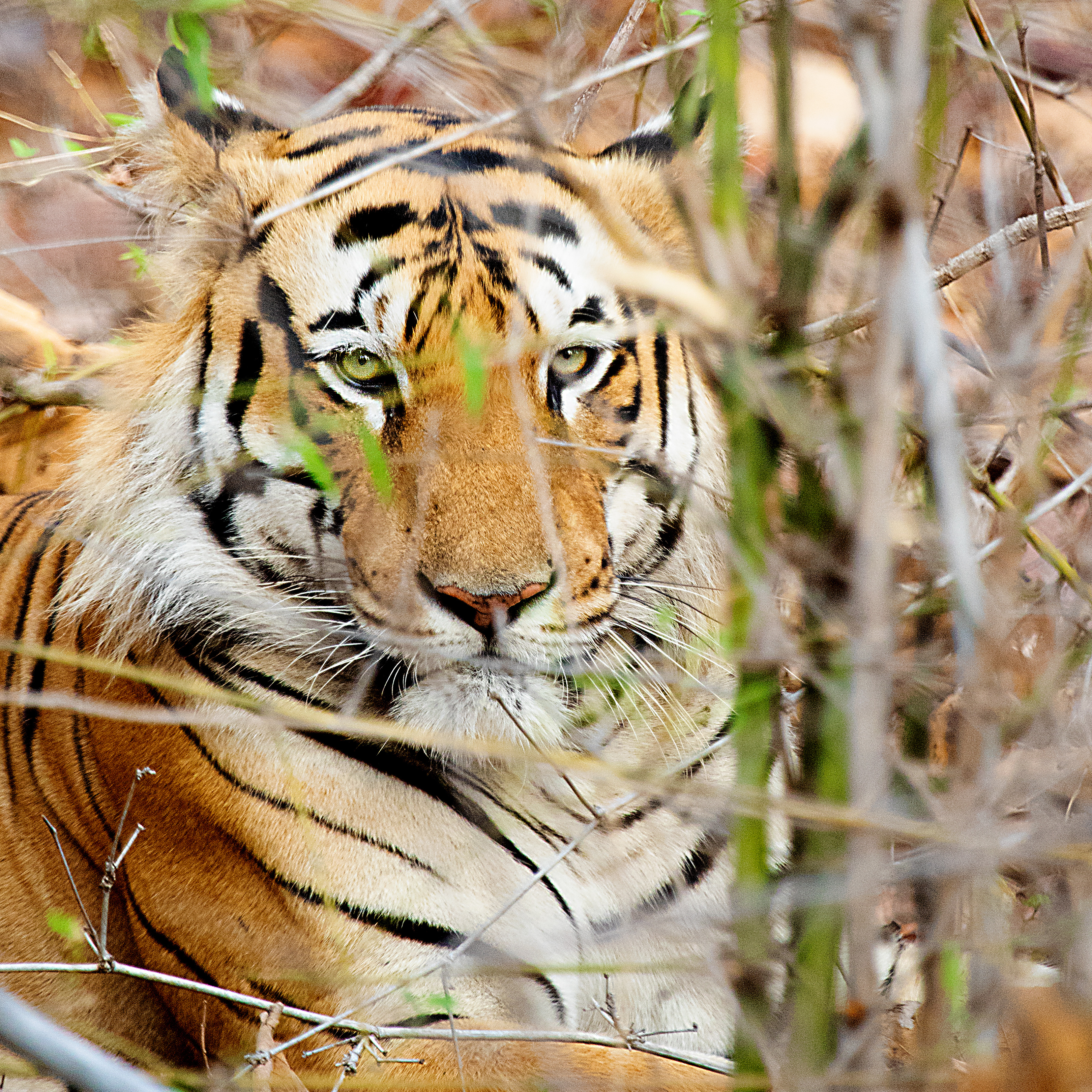 Tadoba